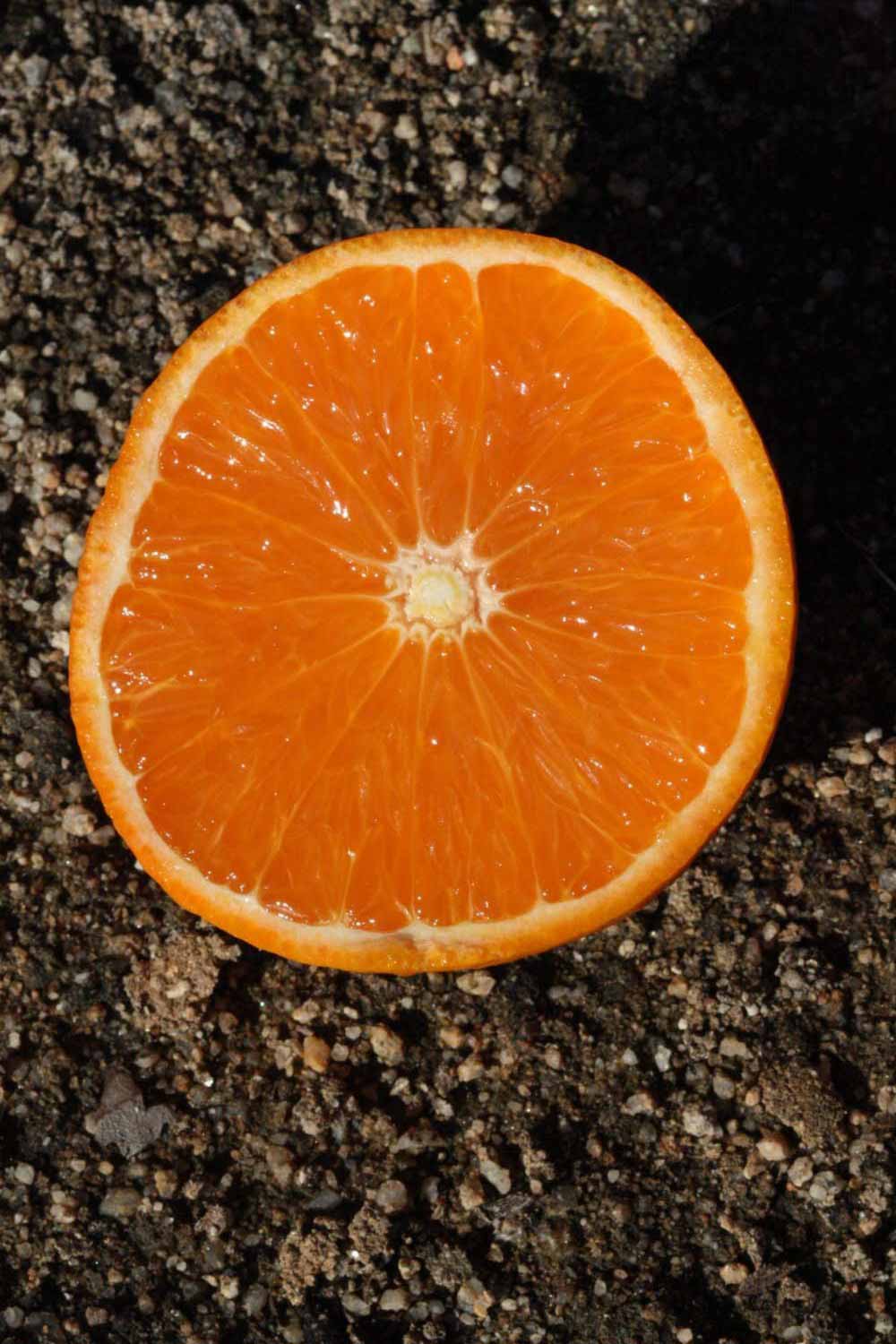            Fruit cross-section (Riverside, CA)   